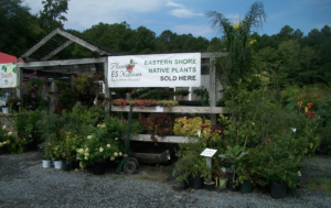 rows of plants at Thomas's